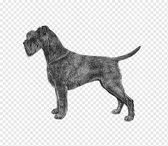 The irish terrier is considered one of the oldest terrier breeds. Miniature Schnauzer Standard Schnauzer Giant Schnauzer Irish Terrier Patterdale Terrier Race Carnivoran Dog Like Mammal Dog Breed Png Pngwing