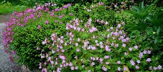 Image result for Geranium vagans