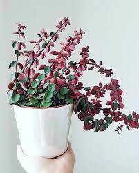 Round leaf peperomia, trailing jade, creeping buttons. 19 Best Peperomia Types Peperomia Plant Varieties