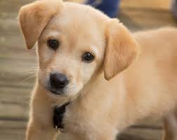 Il labrador retriever è riconosciuto dalla fci, la federazione internazionale delle associazioni di allevatori canini, nel gruppo 8, quello dei cani da riporto. Come Insegnare Al Cane A Non Fare I Bisogni In Casa