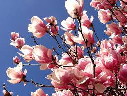 Magnolias offer a spectrum of options for the landscape from petit trees that are like a bed of spring bulbs on a tree to majestic forest species. Pink Magnolia Jane Magnolia Tree Magnolia Trees Magnolia Flower