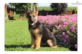 Tessa $1095.00 strasburg, pa german shepherd puppy; German Shepherd Puppy For Sale Near Lancaster Pennsylvania F41e8f20 3b71