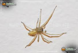 We did not find results for: Yellow Sac Spider Chiracanthium Inclusum