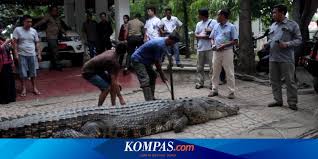 We did not find results for: Infeksi Karena Kait Pancing Warga Seekor Buaya Akhirnya Mati