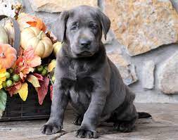 View our wide variety of dogs and puppies for sale in michigan including golden retriever, pomeranian, german shepherd, lab puppies & more at petland novi. Labrador Retriever Charcoal Puppies For Sale Puppy Adoption Keystone Puppies