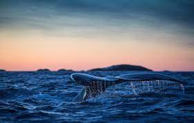 Find humpback whale pictures and humpback whale photos on desktop nexus. Wallpaper Tail The Atlantic Ocean Humpback Whale Images For Desktop Section Zhivotnye Download
