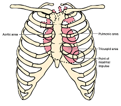 Image result for Point of Maximum Impulse