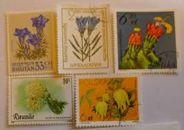 Image result for Pavetta rwandensis