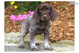 We are dedicated in helping those german shorthaired pointers in need of a second chance, in michigan and other surrounding states. German Shorthaired Pointer Puppies For Sale Petfinder