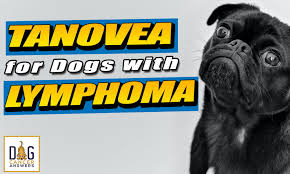 Lymphoma is a cancer of the immune system. Tanovea For Dogs With Lymphoma Dr Demian Dressler Q A Dog Cancer Answers Podcast