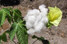 Image result for Gossypium barbadense