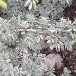 Image result for Ormocarpum trichocarpum