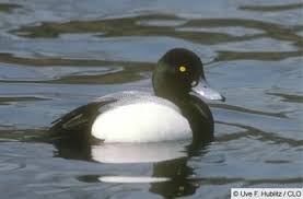 Black Water Bird With White Stripe On Head Greater Scaup Ornithology Boreal Forest Bird Pictures