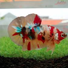 Betta Fish Ikan Cupang Ikan