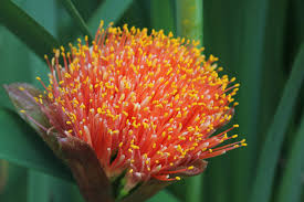 Image result for Scadoxus puniceus
