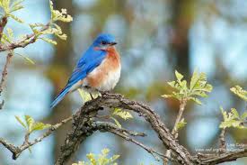 All cultures have hundreds of cultural connections to their local fruits and various legendary myths about their magical healing or restorative qualities. Ten Favorite Trees For Wildlife The National Wildlife Federation Blog The National Wildlife Federation Blog