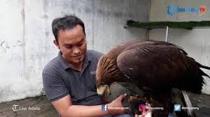 Maybe you would like to learn more about one of these? Elang Golden Eagle Seharga 300 Juta Yang Berasal Dari Republik Ceko Youtube