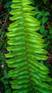 Image result for Lomariopsidaceae