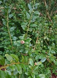 Image result for Buxaceae