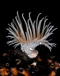 Black And White Sea Anemone Sea Anemone With Amazing Black On White Pattern And Pinky Brown Tentacles Lifted Up Like Fingers From A Wrist Purity Sea Anemone Sea Creatures Sea