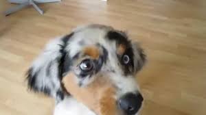 And while most standards prefer a tail that is docked at birth (some are born with naturally bobbed tails, but most are not) we promote aussies with natural tails and all of our bob tail pups were born that way. 9 Week Old Mini Aussie Blue Merle Youtube