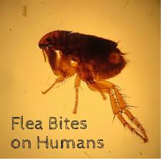 Contrary to what most cat owners believe, these sorts of infections can be easily treated and, most importantly, can be effortlessly prevented as well. Flea Bites On Humans Symptoms And Treatment Dengarden