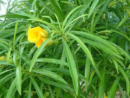 Image result for Cascabela