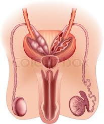 Posted on january 21, 2015 by · the prostate gland is part of the male reproductive system. Diagram Of The Male Reproductive Stock Vector Colourbox