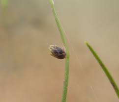 Image result for Isolepis setacea