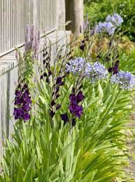Image Result For What To Plant With Agapanthus Plants Companion Planting Spring Garden