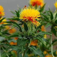 Carthamus Tinctorius Seeds Safflower False Saffron Plant World Seeds