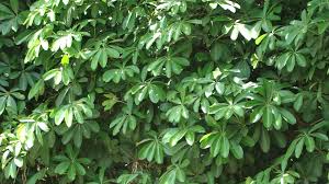 Image result for description of Elaeocarpus sphaericus