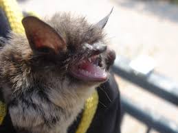 Image result for Bat Bite