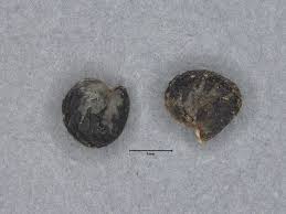 Image result for Trianthema mozambiquense