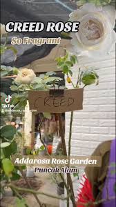 MOTHER ROSE CREED., SUPER WANGI.SUPER LASAK. , POKOK JUAI MAMA TIMANG TU  YE. (POKOK DH MAMA BUANG SKIT DAUN UTK BG LALUAN DAUN BARU KELUAR LEBIH  SIHAT DAN DH BUAT SEDIKIT CANTASAN UTK DAPATKAN TUNAS ...