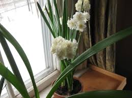 Scented Snowballs Narcissus Erlicheer Kevin Lee Jacobs