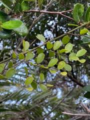 Image result for Capparis fascicularis