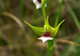 Image result for Neobolusia