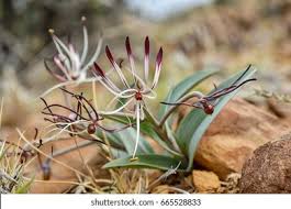 Image result for Ornithoglossum