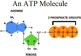 Pin On Inside The Cell