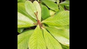 Image result for Euphorbia umbellata