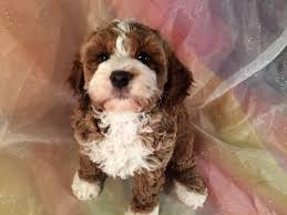 Cavapoos for sale in illinois. Red And White Cockapoo Breeder Attention Ia Mn Il And Wi