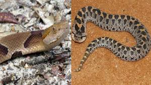 Harmless Vs Venomous Snakes In Florida How To Tell The