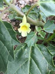 Image result for Pedalium murex