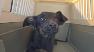 Puppy's Rescue Turns Into Survival Mission When She Can't Be Found