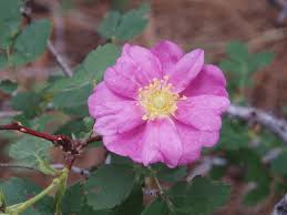 Image result for Rosa sp.