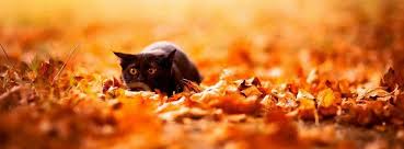 Fall leaves in the creek. Pin By Vicky Johnston On Fb Covers Autumn Animals Animals Animal Photo
