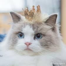 Yodonna Collins Adli Kullanicinin Cuteness Overload Panosundaki Pin Ragdoll Kedisi Hayvanlar Kedi