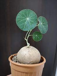 Maybe you would like to learn more about one of these? Stephania Erecta Potato Caudex Plant Etsy In 2021 Caudex Plants Cool Plants Pretty Plants