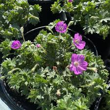 Image result for Geranium sanguineum Max Frei